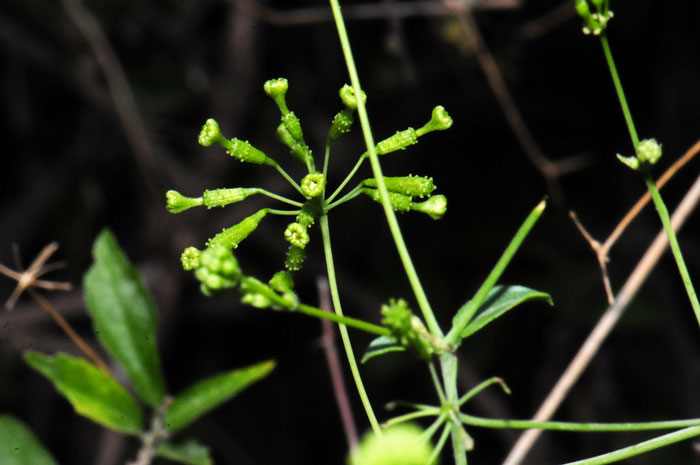 Boerhavia scandens, Climbing Wartclub